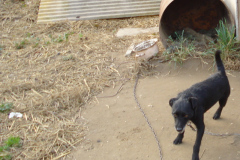 Hund an Kette vor Tonne