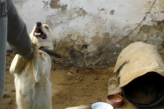 Hund an Kette