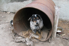 Hund in Tonne