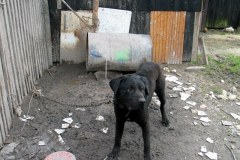 Kettenhund