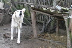 Hund neben Verschlag