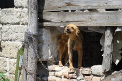 Hund an Kette in Verschlag 2