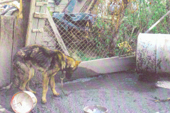 Hund neben Tonne