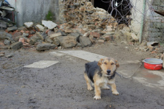 Kleiner hund