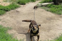 Hund an Kette 3