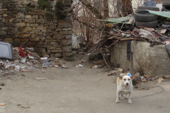 kleiner Hund an Kette