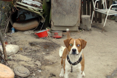 kleiner Hund