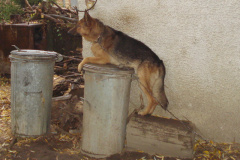 Hund auf Mülltonne
