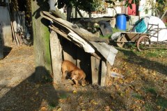 Hund in Verschlag