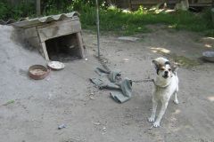 Hund an Ktte vor Unterstand
